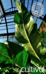 Les Grandes Serres du Jardin des Plantes