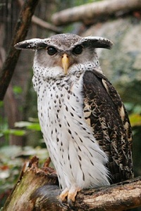 Animaux Jardin Des Plantes